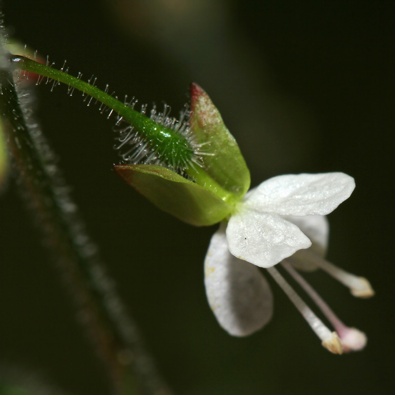 Изображение особи Circaea lutetiana.