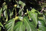 Morinda citrifolia. Ветвь с соцветиями. Мадагаскар, провинция Анциранана, регион Диана, остров Нуси Комба. 07.05.2018.