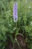 Смотреть изображение Dactylorhiza fuchsii
