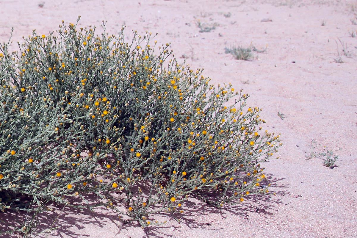 Image of Pulicaria undulata specimen.