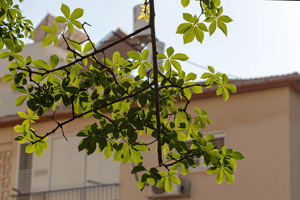 Изображение особи Ceiba insignis.