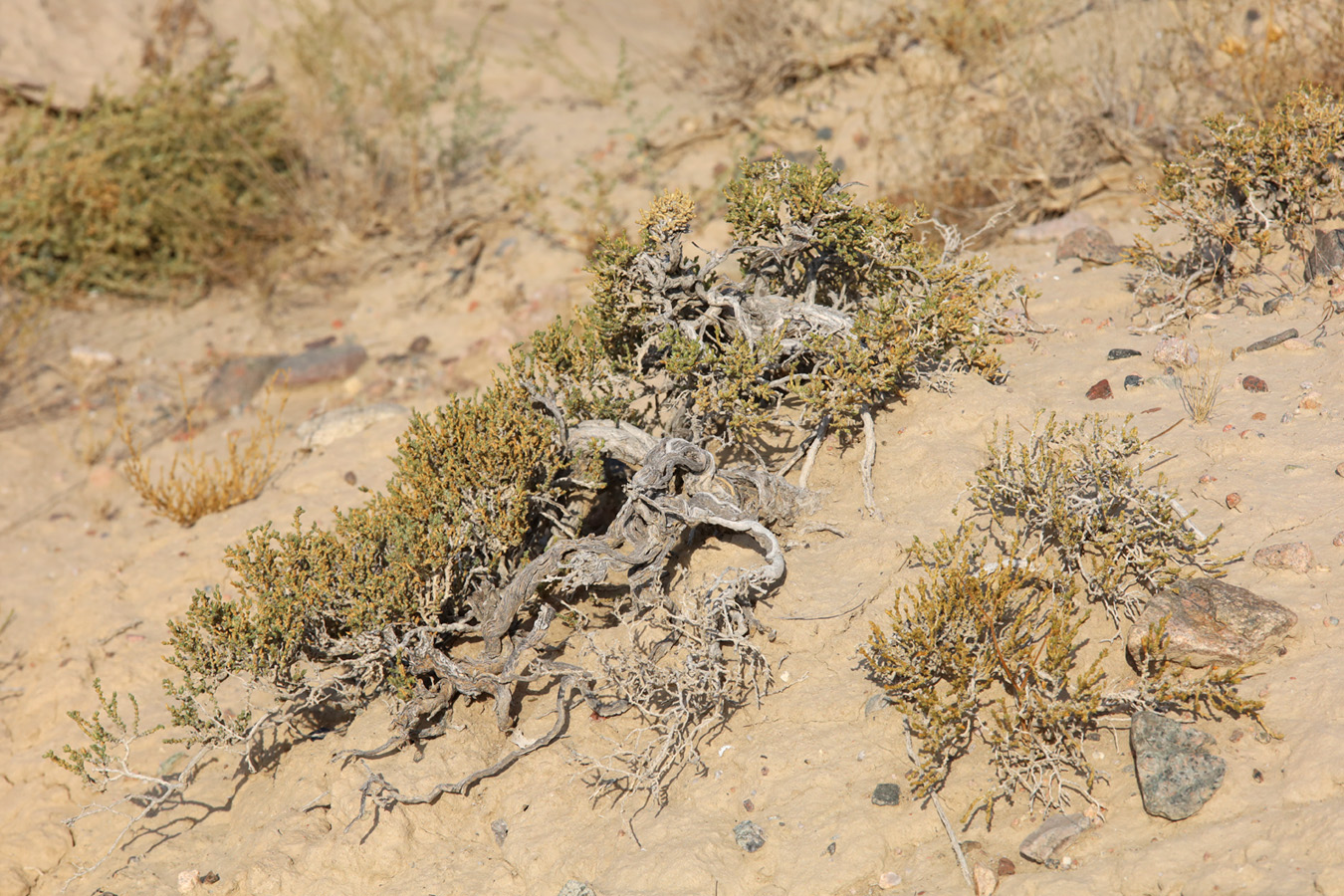 Image of genus Anabasis specimen.