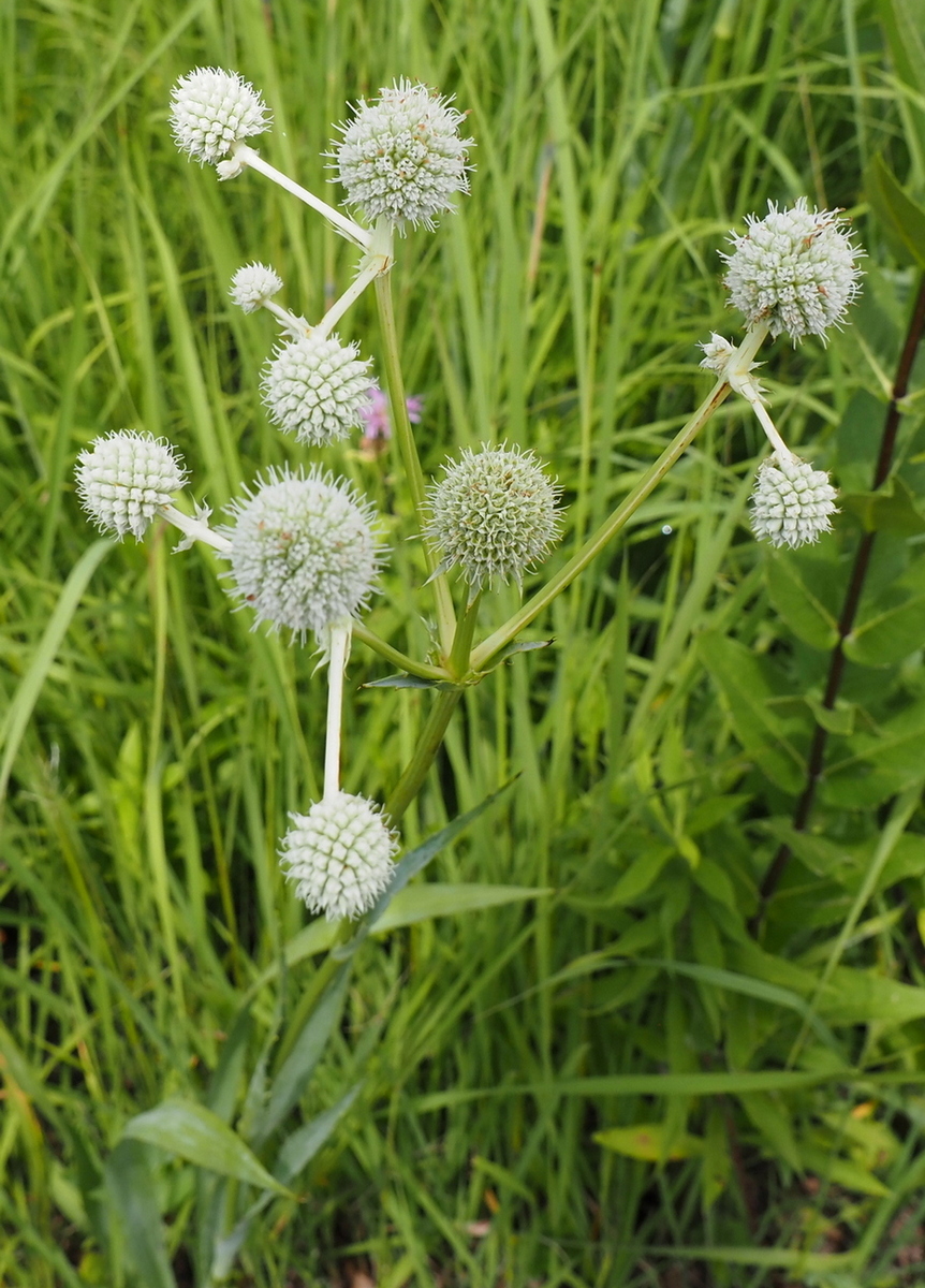 Image of Eryngium yuccifolium specimen.