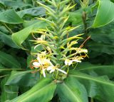 Hedychium gardnerianum. Расцветающее соцветие и листья. Абхазия, г. Сухум, Сухумский ботанический сад. 25.09.2022.