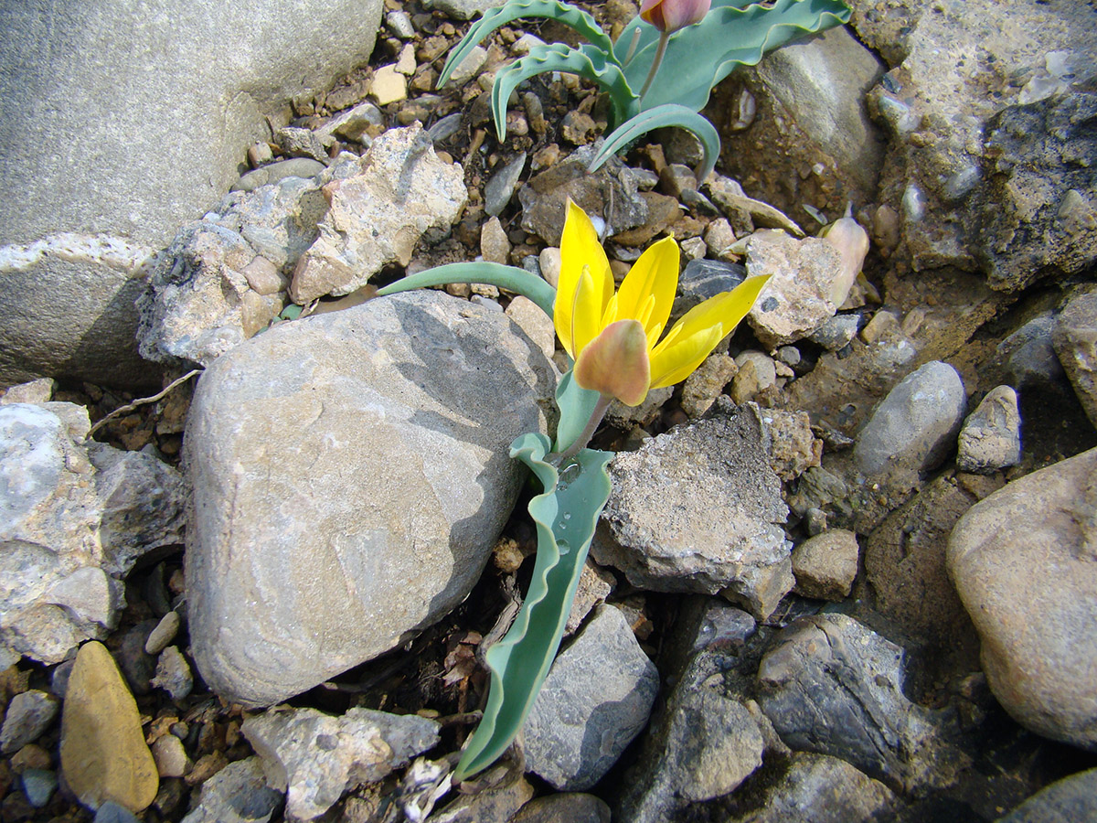 Image of Tulipa pseudoferganica specimen.