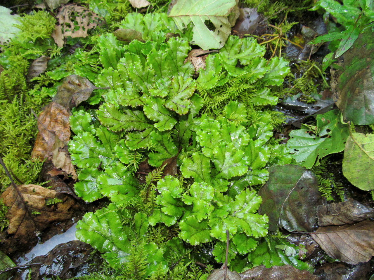 Изображение особи Marchantia polymorpha.