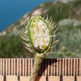 Papaver hybridum. Разрезанный плод с незрелыми семенами. Краснодарский край, м/о Анапа, окр. пос. Супсех, остепнённый луг на приморском склоне. 07.05.2016.