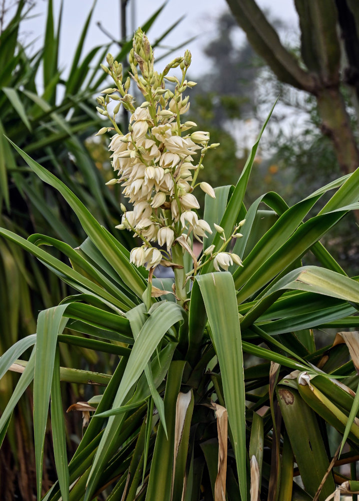 Image of Yucca gigantea specimen.