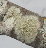 Смотреть изображение род Lecanora