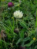 Trifolium trichocephalum