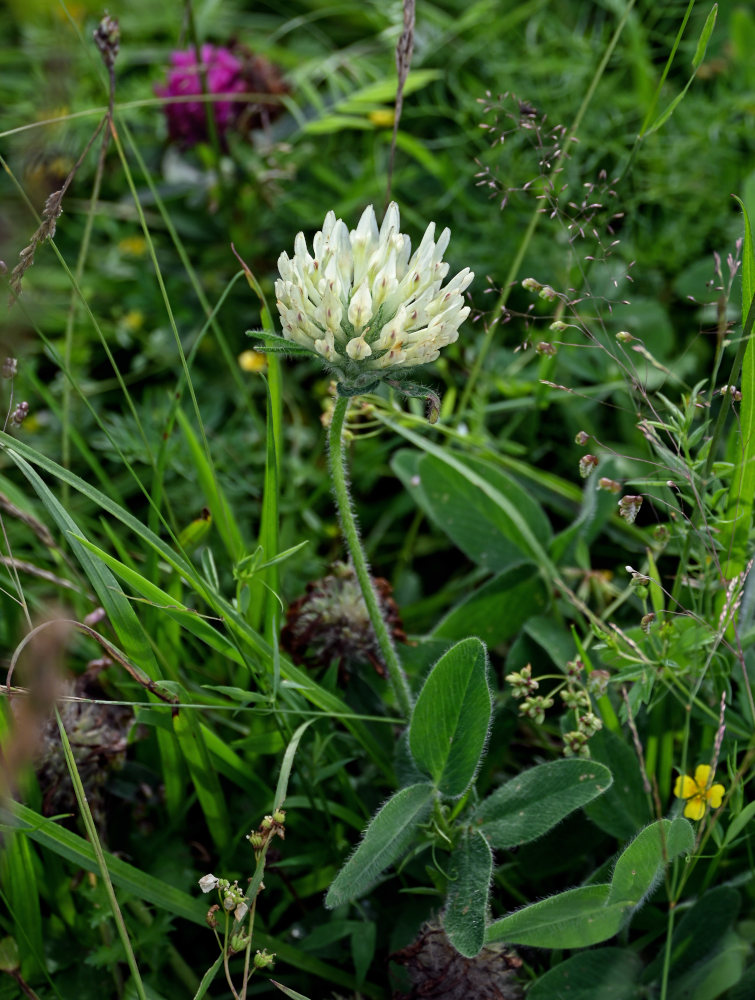 Изображение особи Trifolium trichocephalum.