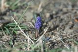 genus Muscari