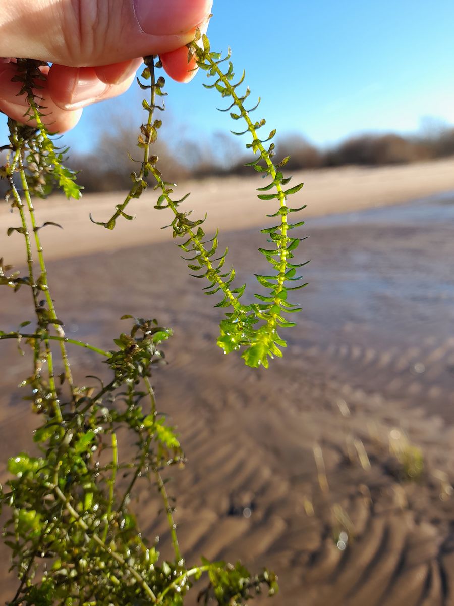 Image of Elodea canadensis specimen.