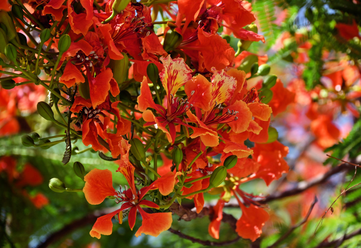 Изображение особи Delonix regia.