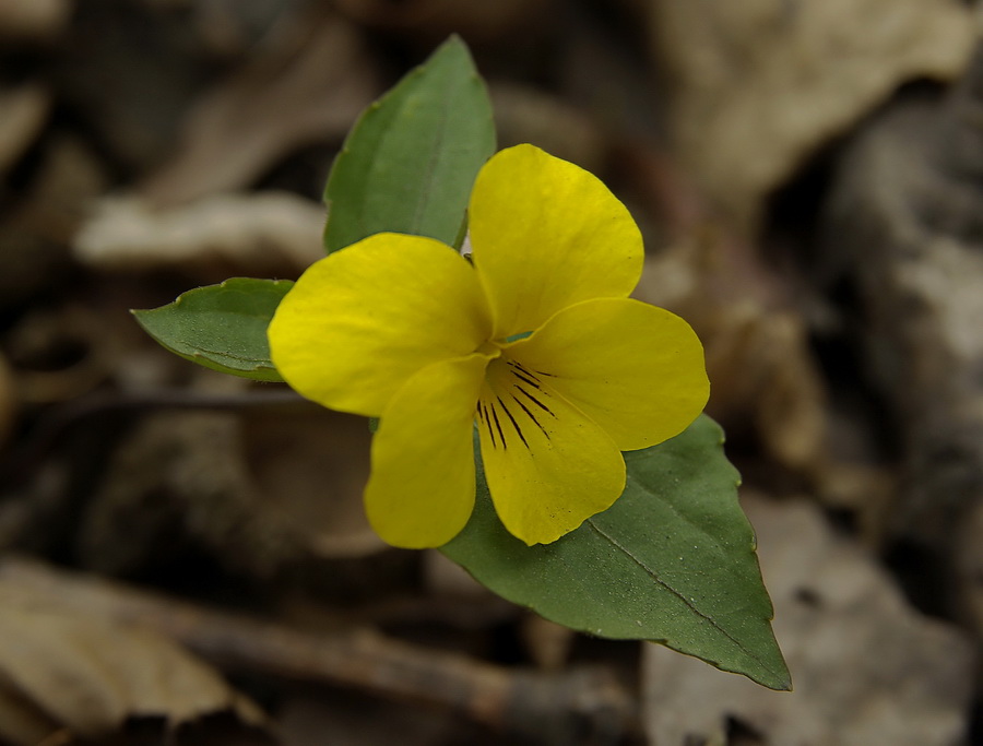 Image of Viola xanthopetala specimen.