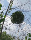 Viscum album. Вегетирующее растение на ветвях Populus. Болгария, Бургасская обл., г. Несебр, природный заказник \"Песчаные дюны\", закреплённая дюна. 15.09.2021.