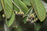 genus Cotoneaster