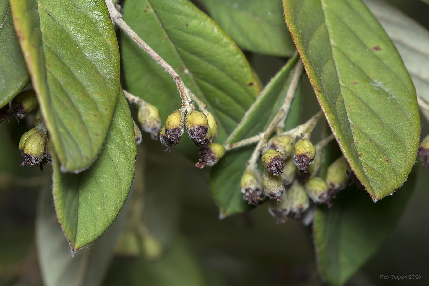 Изображение особи род Cotoneaster.