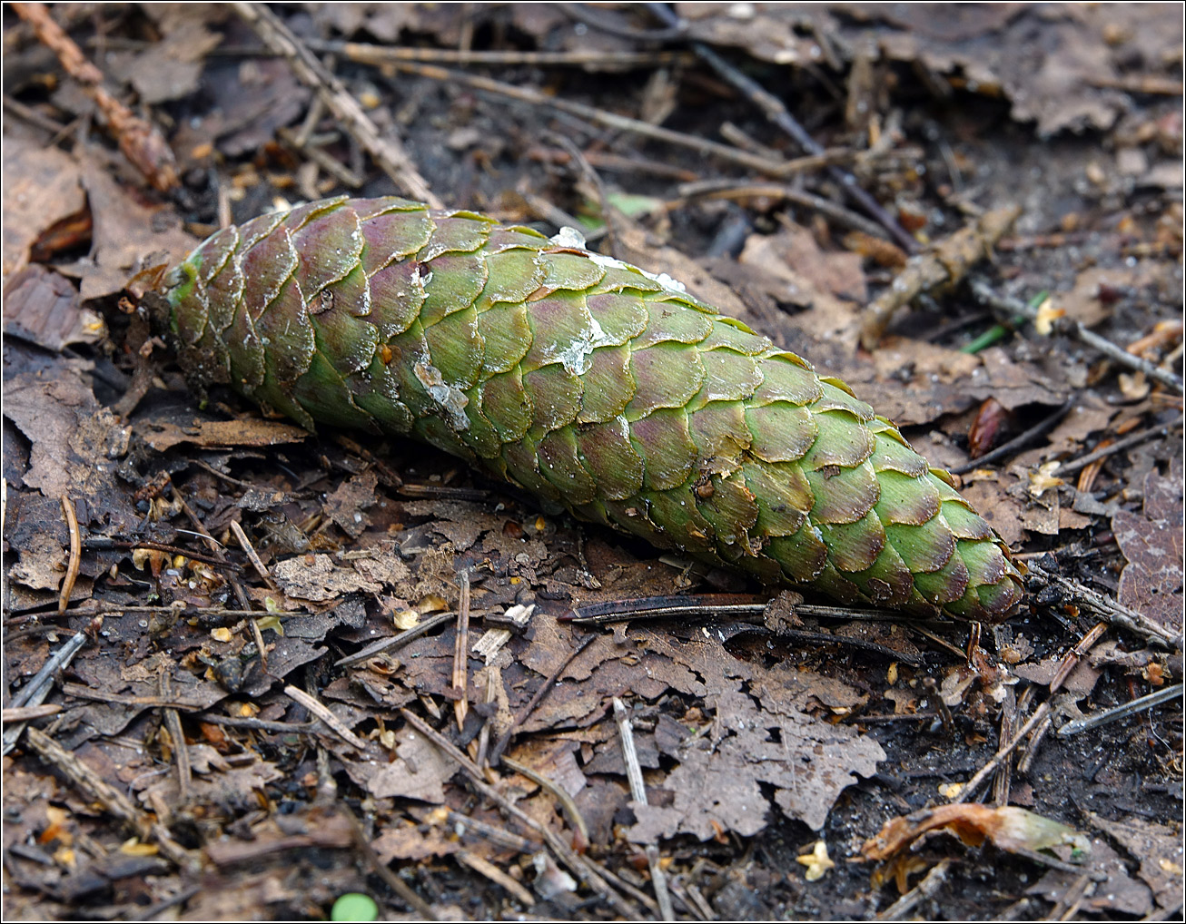 Image of Picea abies specimen.