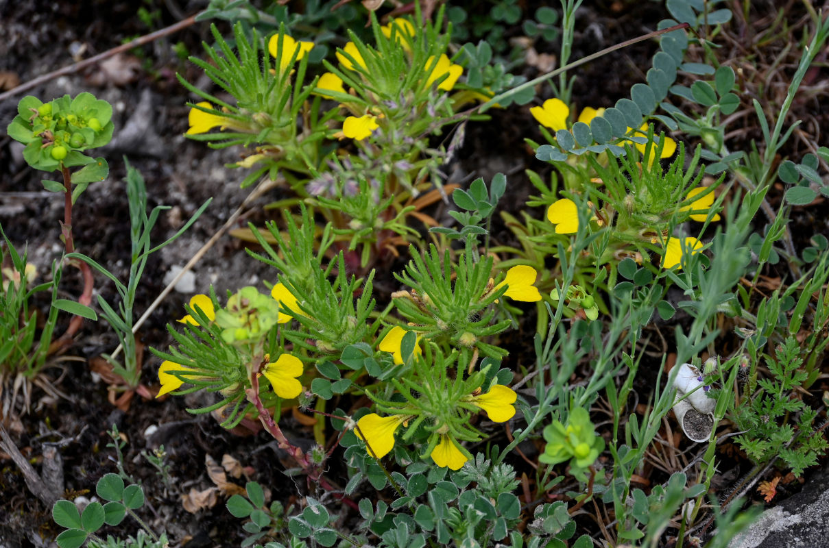 Image of Ajuga chia specimen.