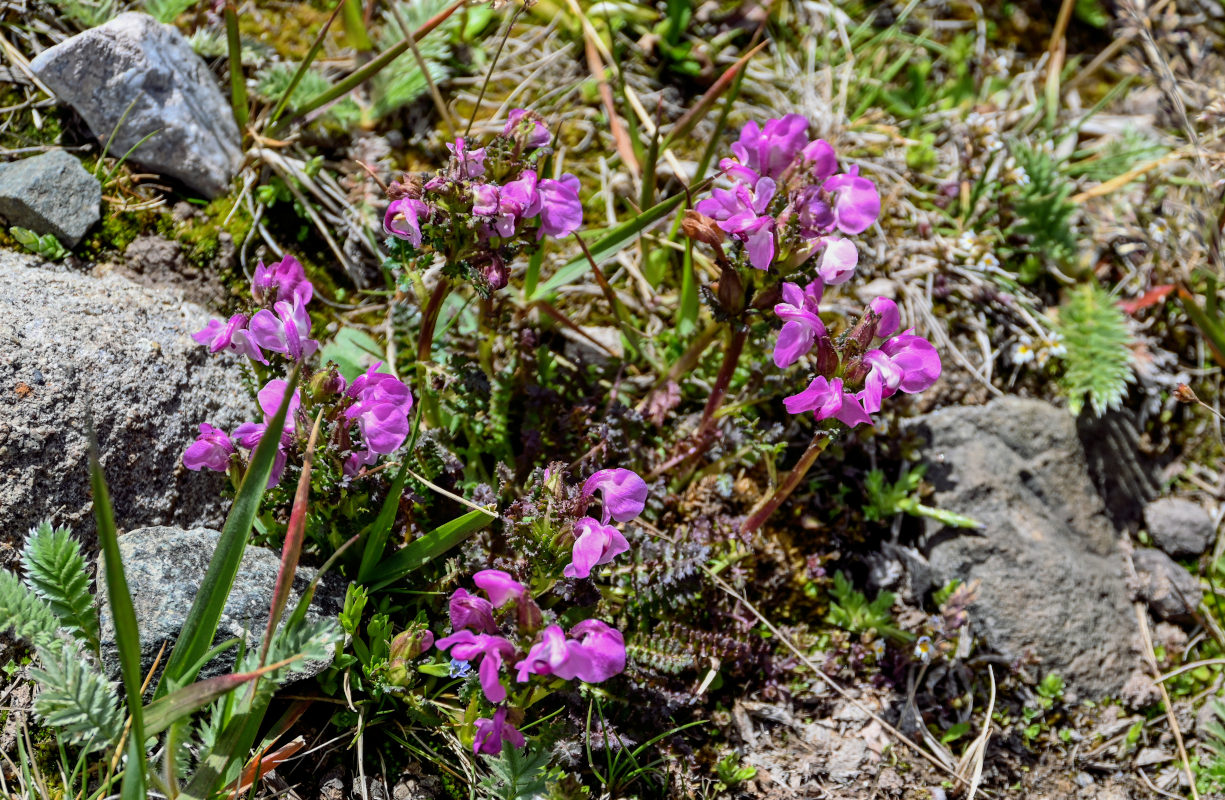 Image of Pedicularis rhinanthoides specimen.