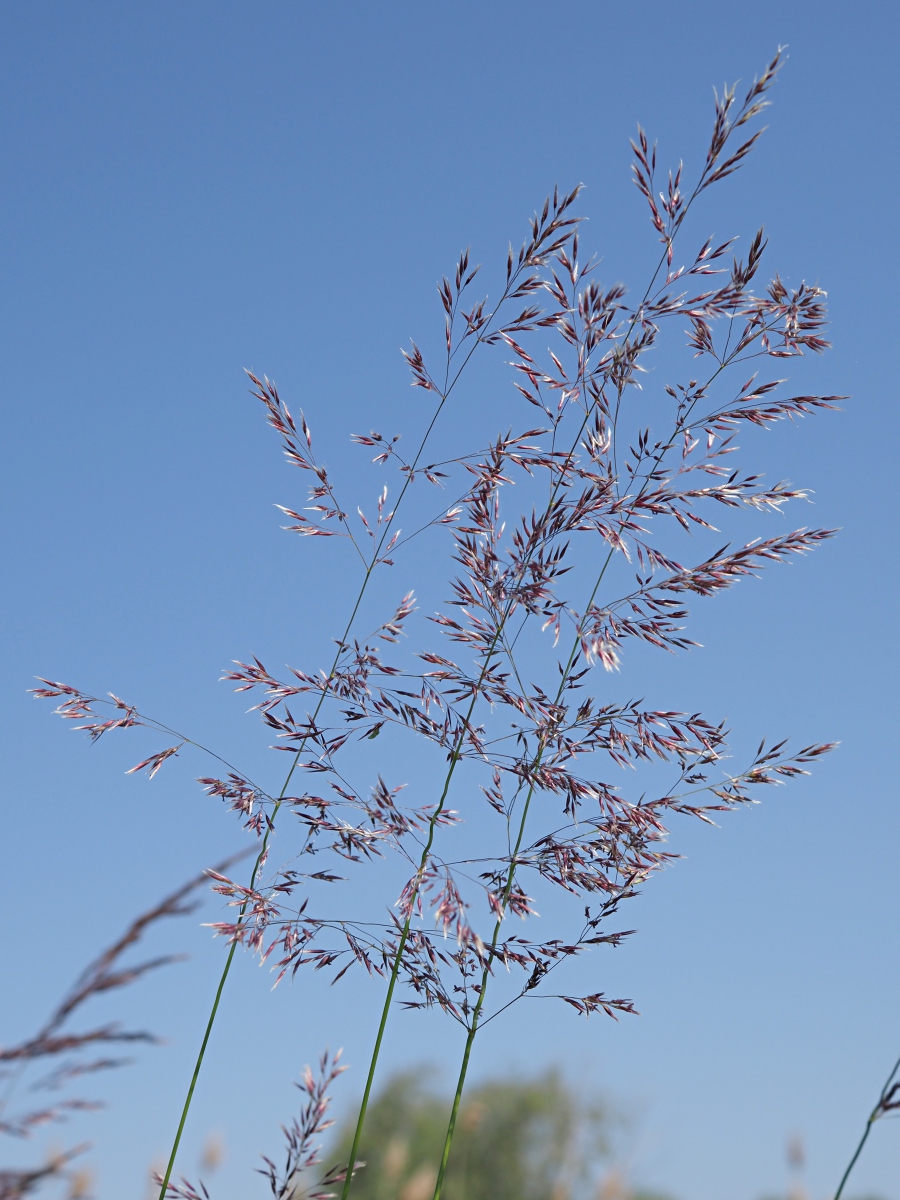 Image of Calamagrostis canescens specimen.