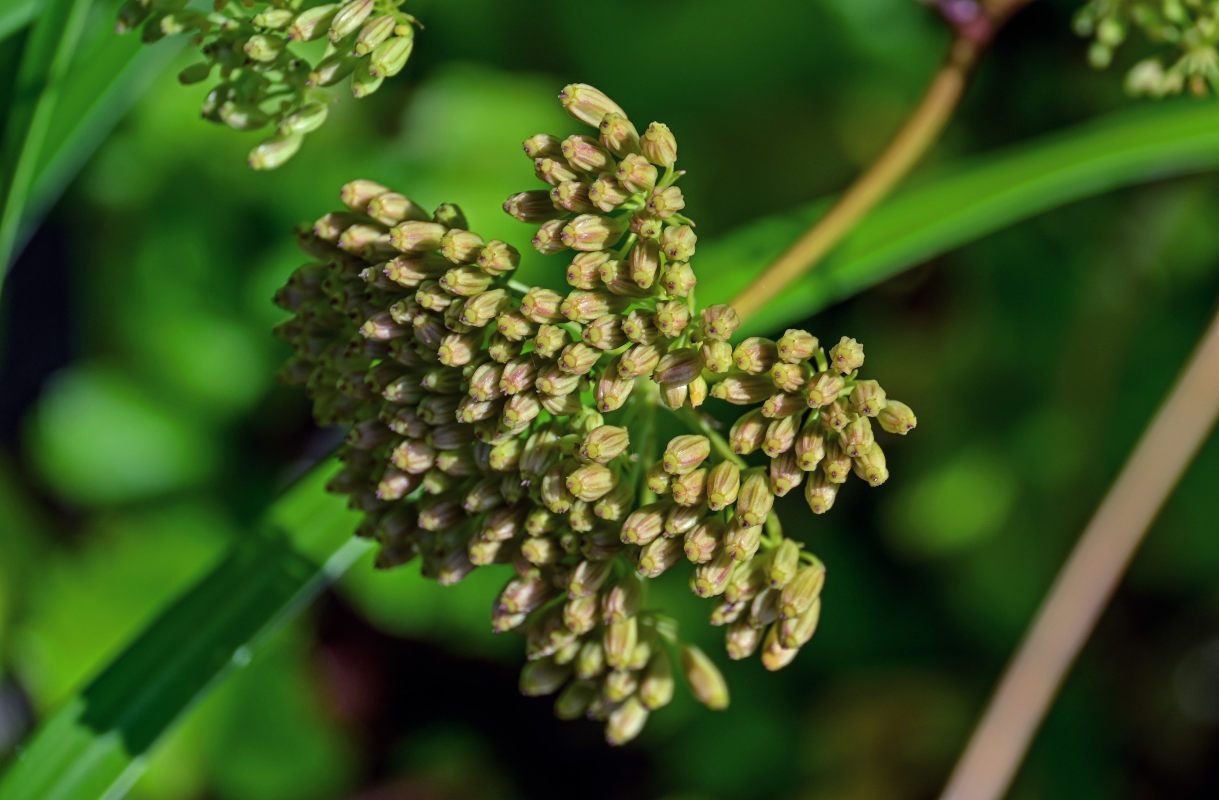 Изображение особи Ligusticum scoticum.