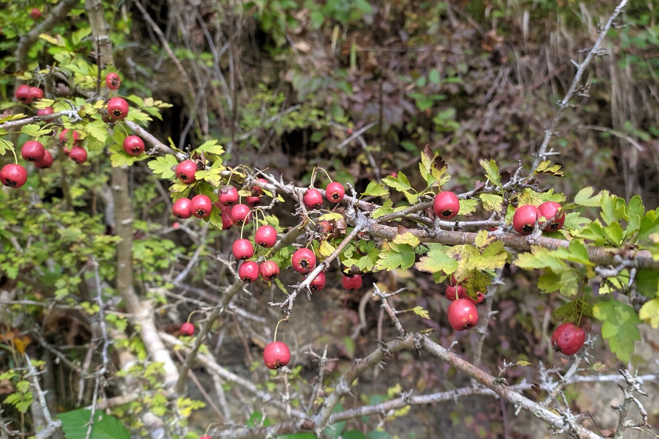 Image of Crataegus microphylla specimen.