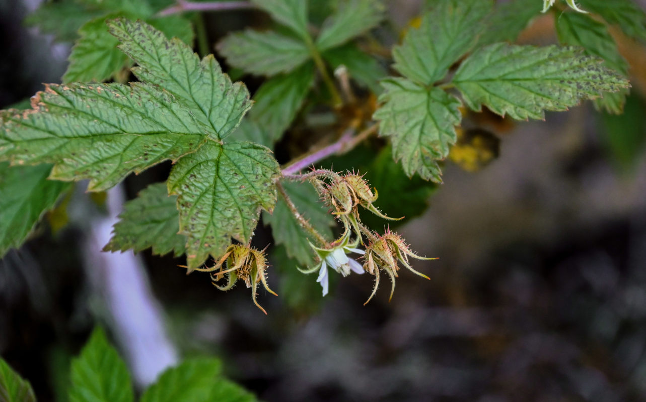 Изображение особи Rubus matsumuranus.