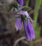 Campanula longistyla. Цветок и бутон. Абхазия, Гудаутский р-н, окр. с. Лдзаа, галечно-песчаный склон. 15.04.2024.