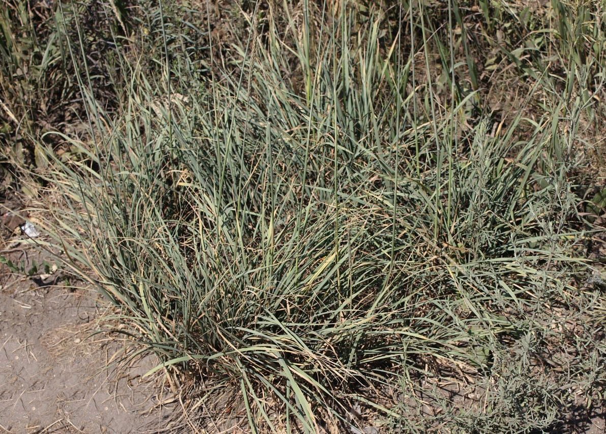 Image of Psathyrostachys juncea specimen.