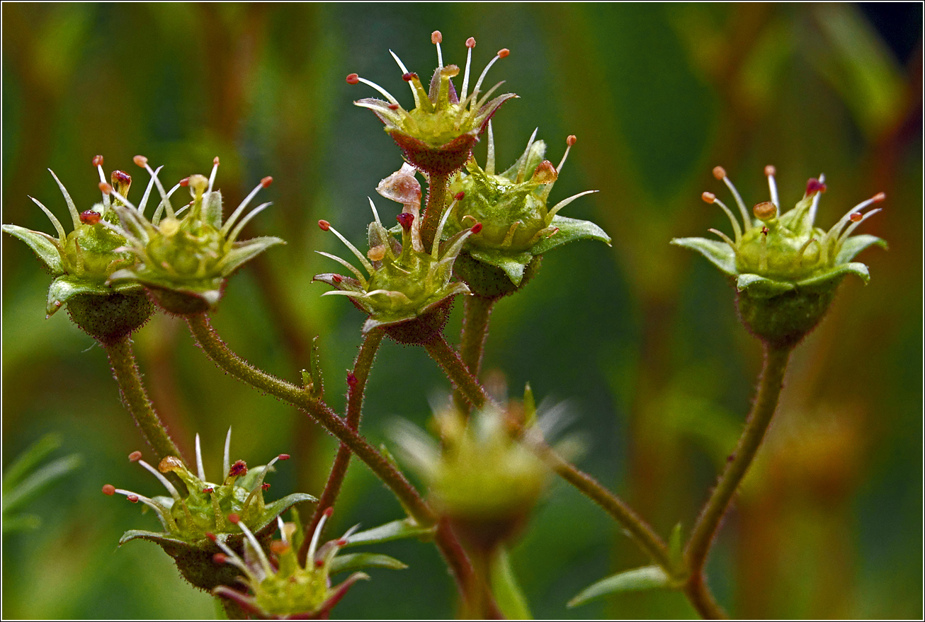 Изображение особи Saxifraga &times; arendsii.