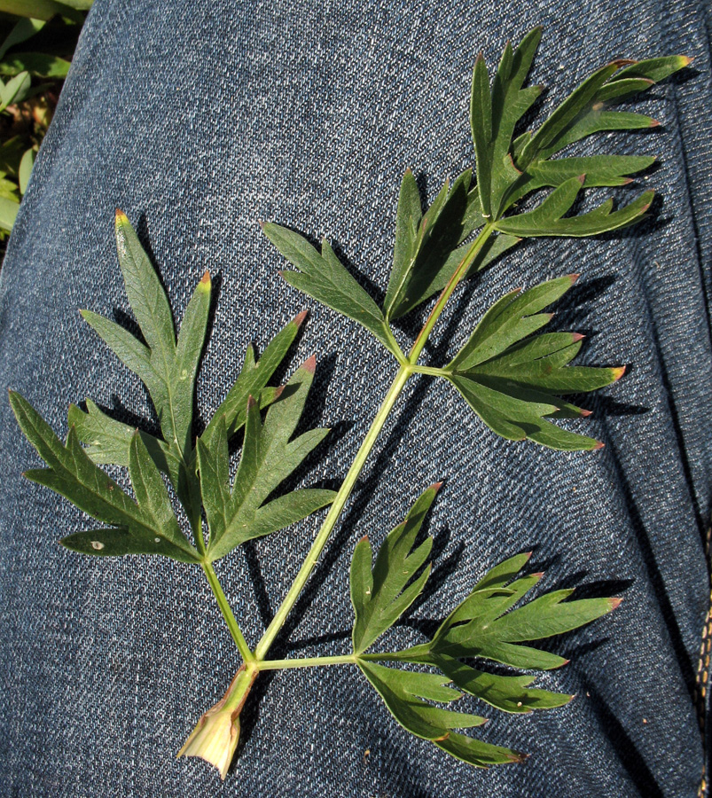 Image of Xanthoselinum alsaticum specimen.