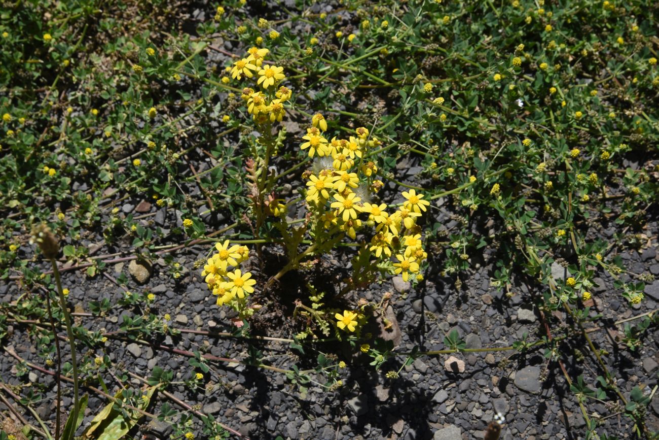 Image of Senecio sosnovskyi specimen.