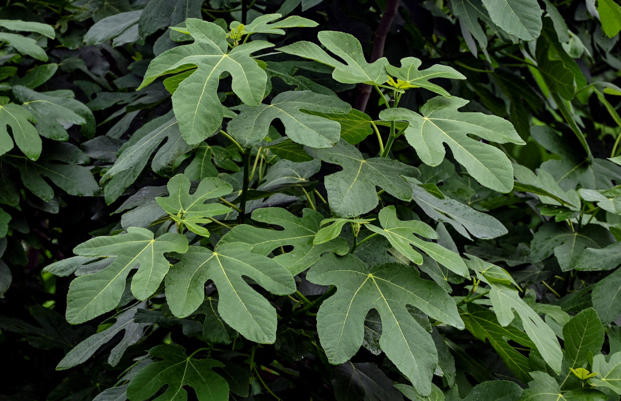 Image of Ficus carica specimen.