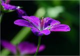 Geranium palustre