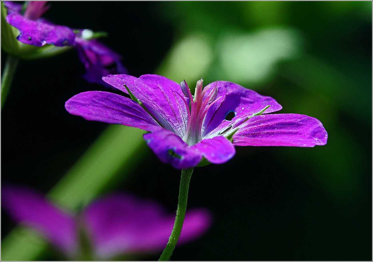 Image of Geranium palustre specimen.