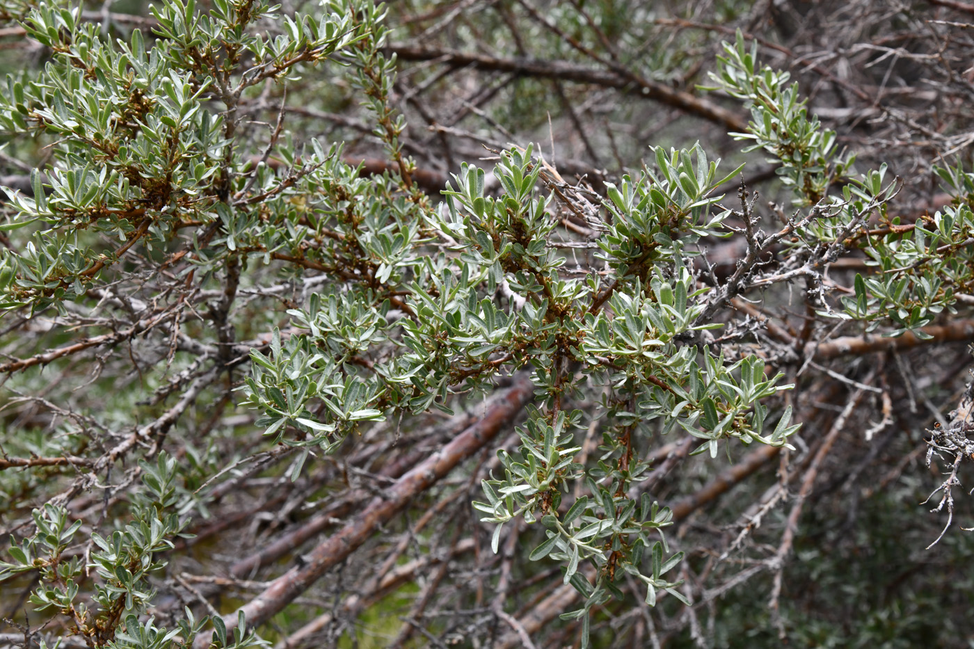 Изображение особи Hippophae rhamnoides.