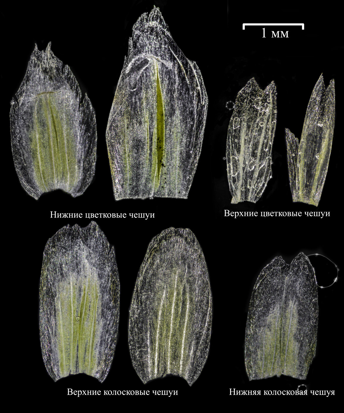 Image of Arctophila fulva specimen.