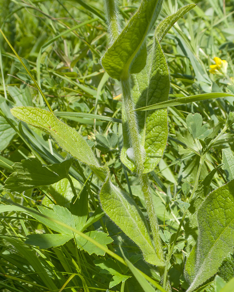 Изображение особи Inula orientalis.