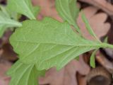 Senecio grandidentatus. Лист (вид на абаксиальную поверхность). Краснодарский край, Крымский р-н, станица Неберджаевская, приусадебный участок, сорное. 17.11.2024.