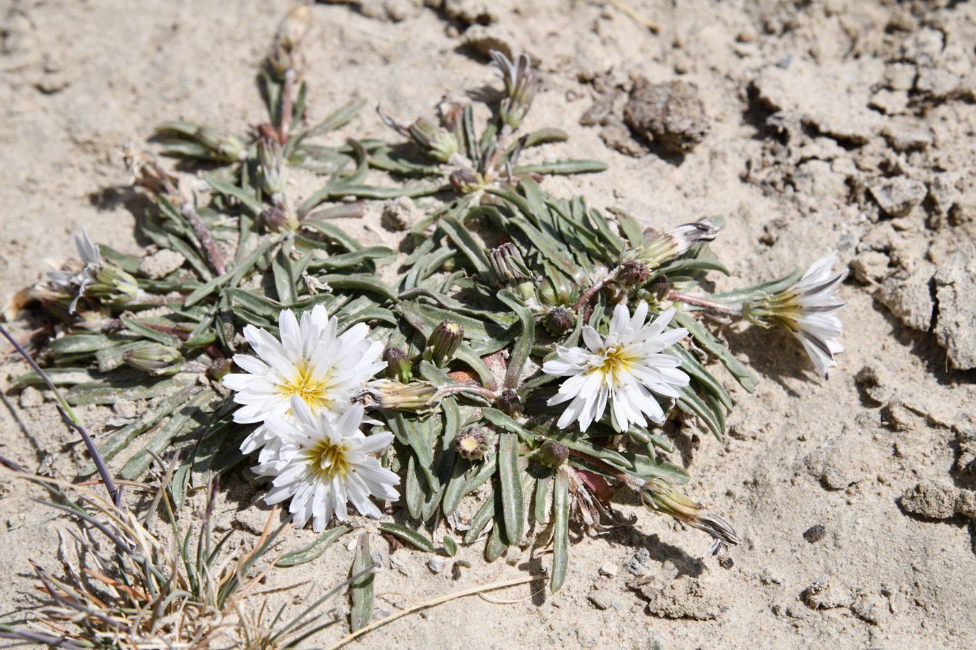 Image of Taraxacum candidatum specimen.