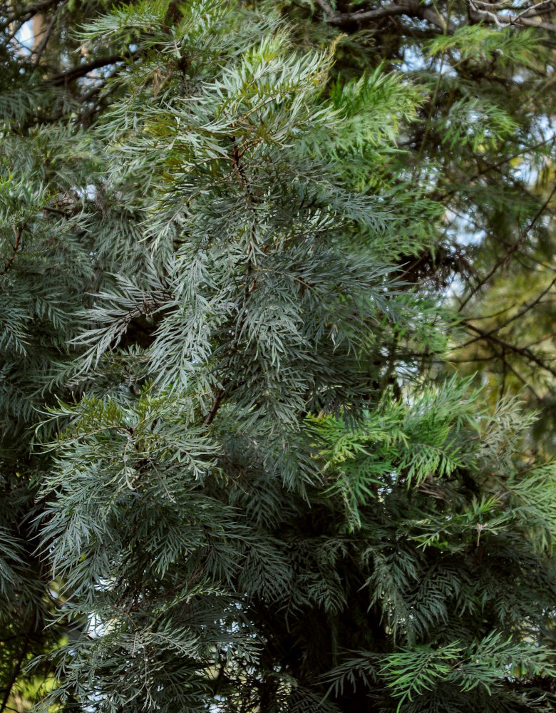 Image of Grevillea robusta specimen.