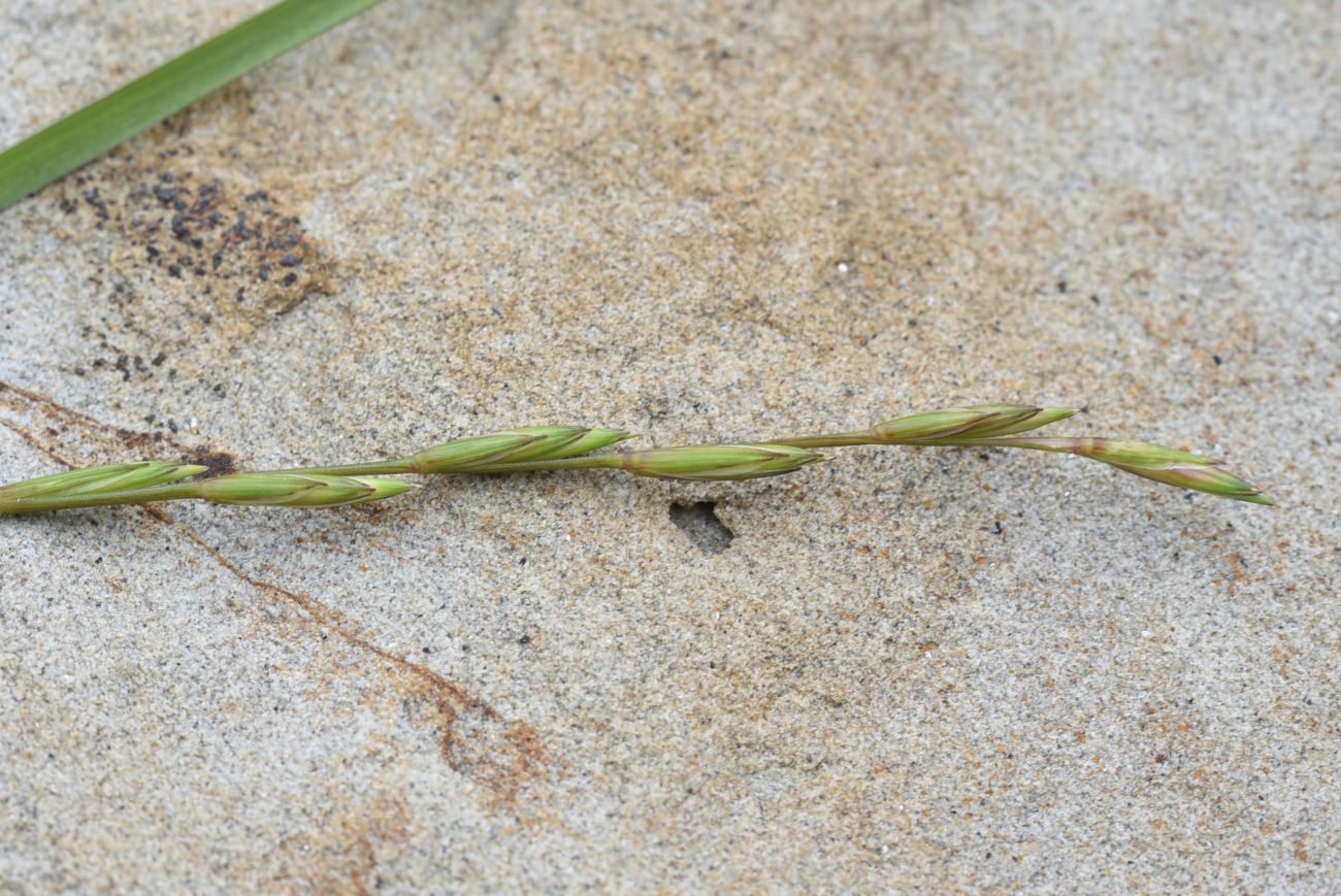 Изображение особи семейство Poaceae.