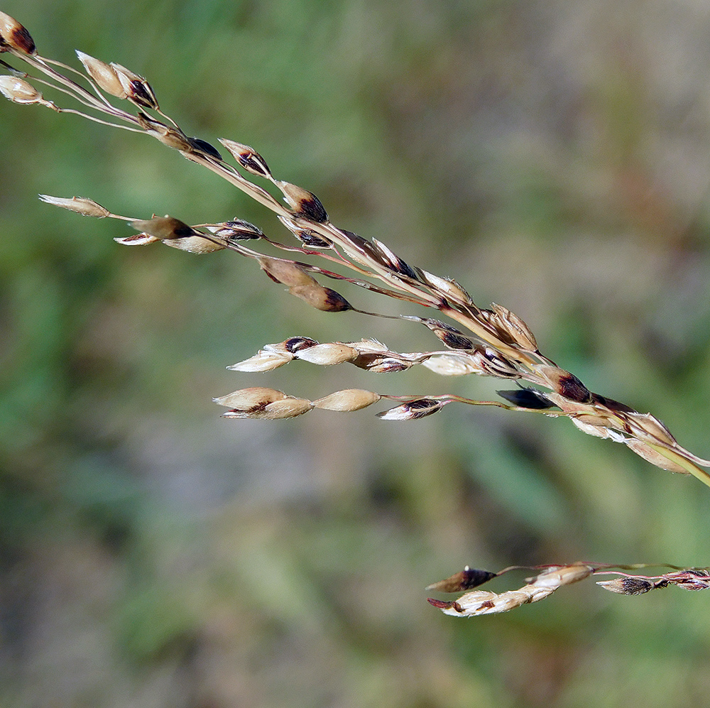 Image of Sorghum halepense specimen.