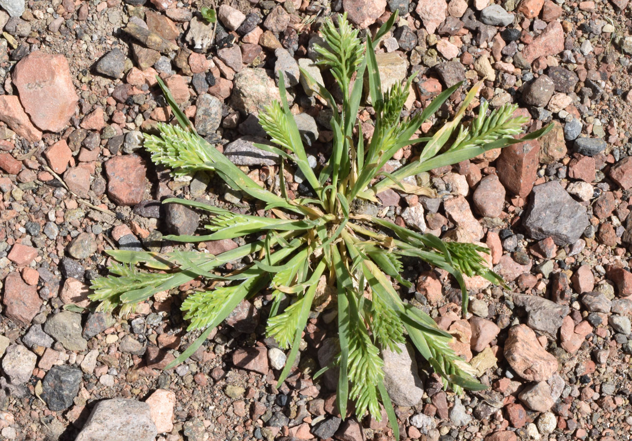 Изображение особи Sclerochloa dura.