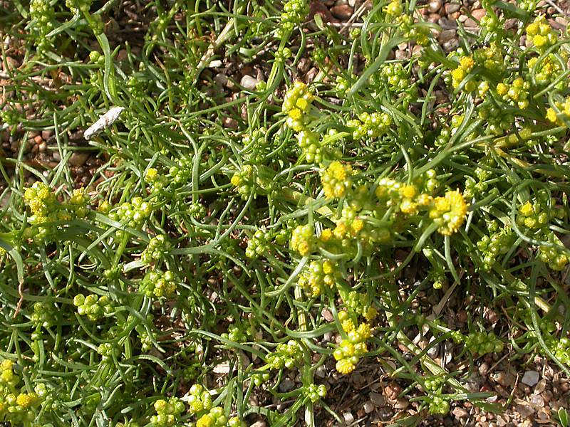 Изображение особи Artemisia palustris.