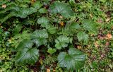 Geum macrophyllum. Вегетирующее растение. Московская обл., Волоколамский гор. округ, дол. р. Каменка, смешанный лес. 17.08.2024.