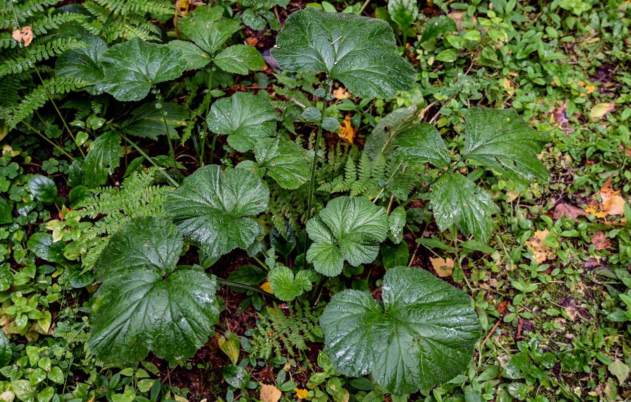 Image of Geum macrophyllum specimen.