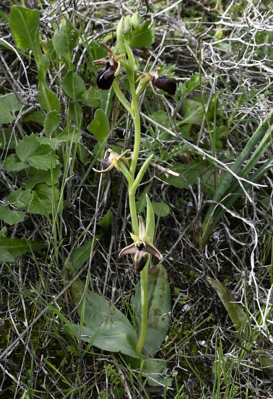 Image of Ophrys mammosa specimen.